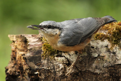 Eurasian Nuthatch