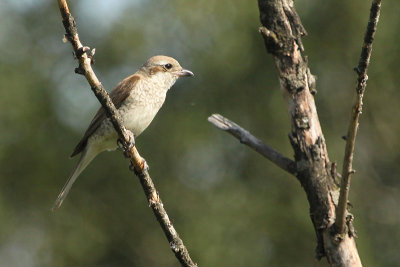 Red-backed Shrike