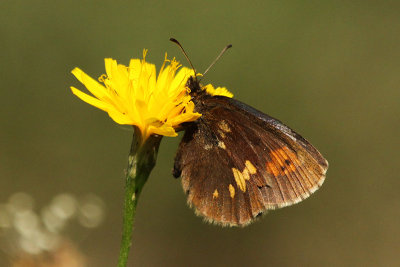 Yellow-spotted Ringlet