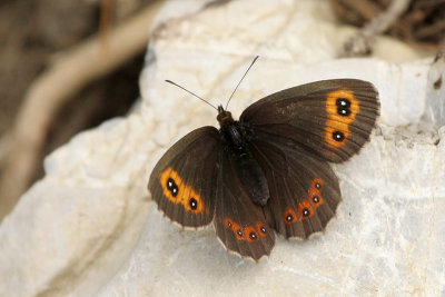 Scotch Erebia