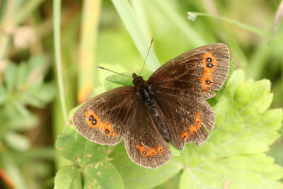 Scotch Erebia