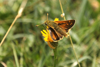 Silver-spotted Skipper