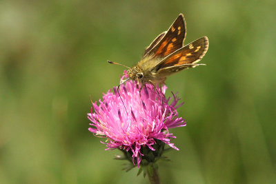 Silver-spotted Skipper