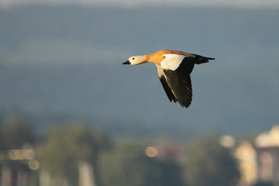 Ruddy Shelduck