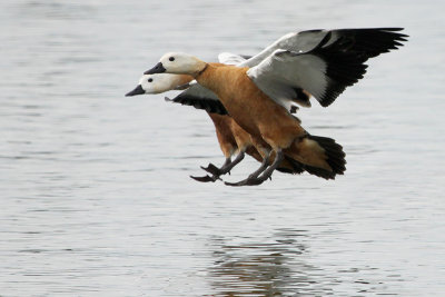 Ruddy Shelduck