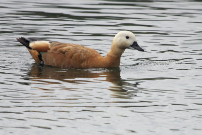 Ruddy Shelduck