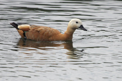 Ruddy Shelduck