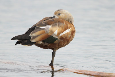 Ruddy Shelduck