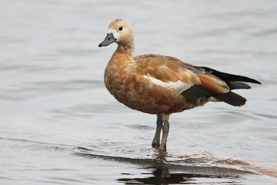 Ruddy Shelduck