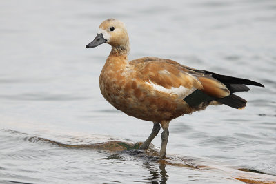 Ruddy Shelduck