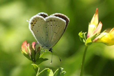 Short-tailed Blue