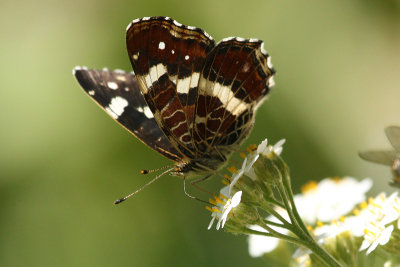 Butterflies of Germany