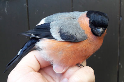 Eurasian Bullfinch