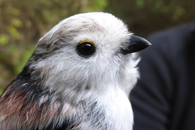 Long-tailed Tit