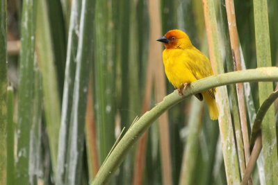 Eastern Golden Weaver