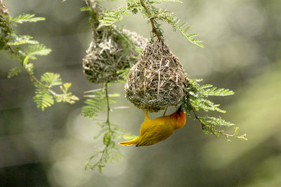 Eastern Golden Weaver