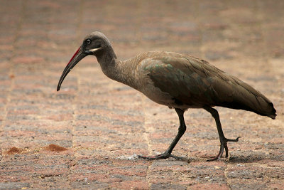 Hadada Ibis