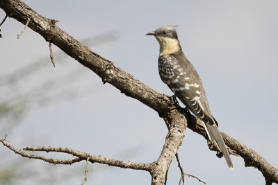 Great Spotted Cuckoo