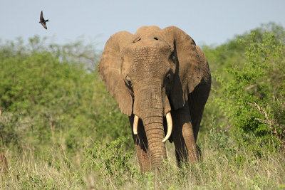 Bush Elephant
