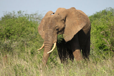 Bush Elephant