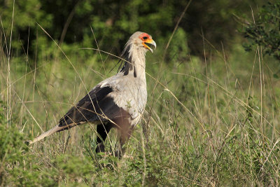 Secretarybird