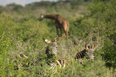 Plains Zebra