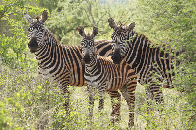 Plains Zebra