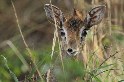 Kirks Dik-dik