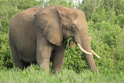 Bush Elephant