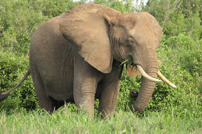 Bush Elephant
