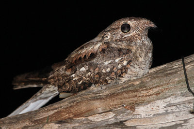 European Nightjar