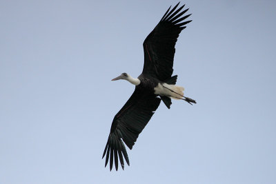 Woolly-necked Stork