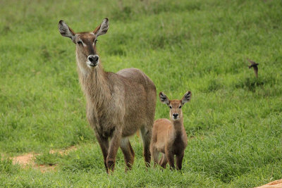 Waterbuck