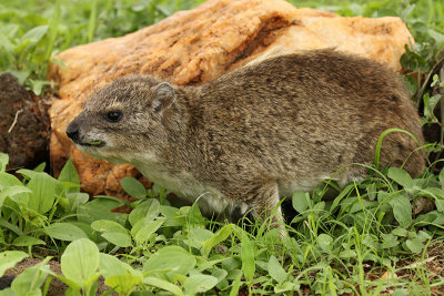Rock Hyrax