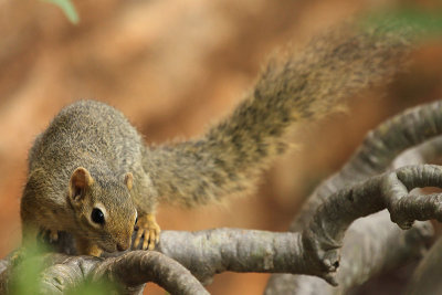 Unstriped Ground Squirrel