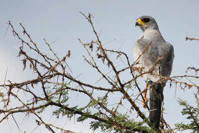 Eastern Chanting Goshawk