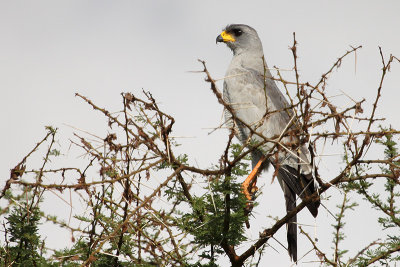 Eastern Chanting Goshawk