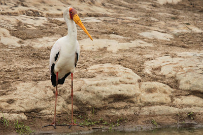 Yellow-billed Stork