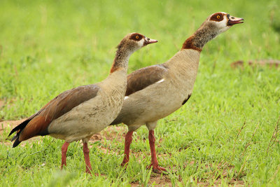 Egyptian Goose