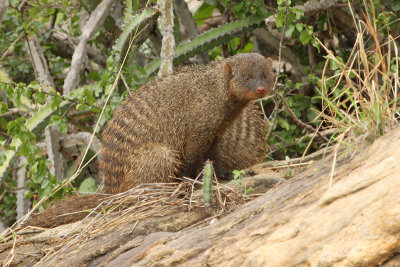 Banded Mongoose