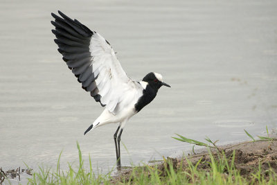 Blacksmith Lapwing