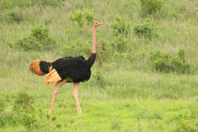 Common Ostrich