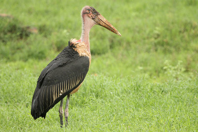 Marabou Stork