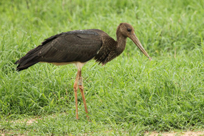 Black Stork