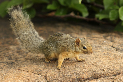Ochre Bush Squirrel