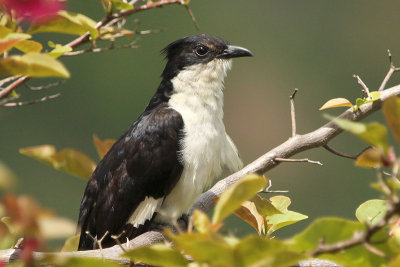 Jacobin Cuckoo