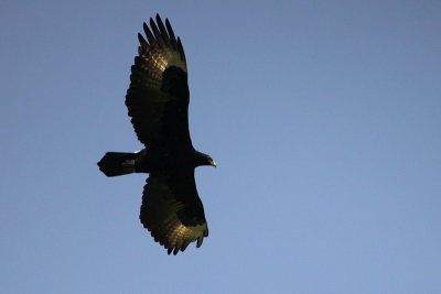 Verreaux's Eagle