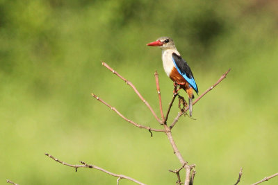 Grey-headed Kingfisher