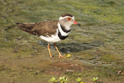 Three-banded Plover
