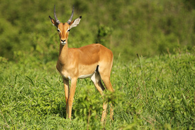 Impala